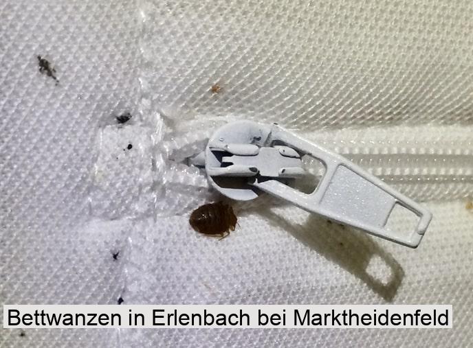 Bettwanzen in Erlenbach bei Marktheidenfeld